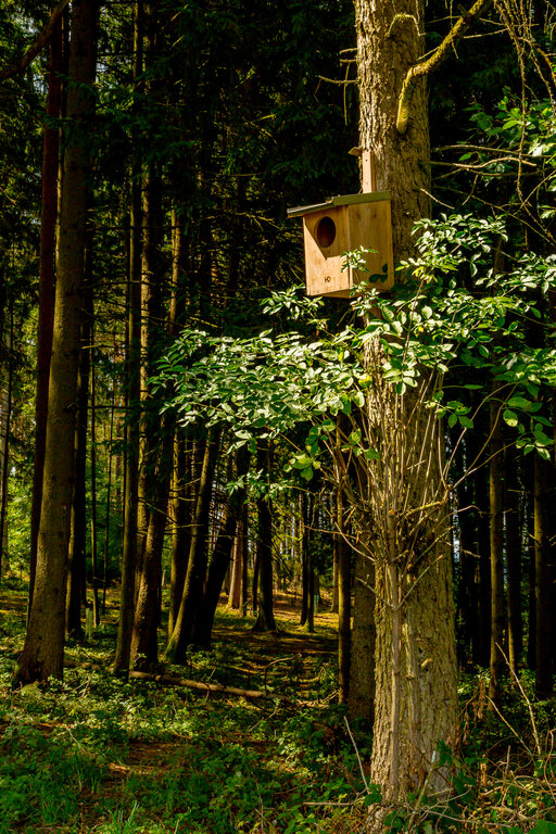 Image: _JA 40779 Vogelhäuschen am Waldrand.jpg